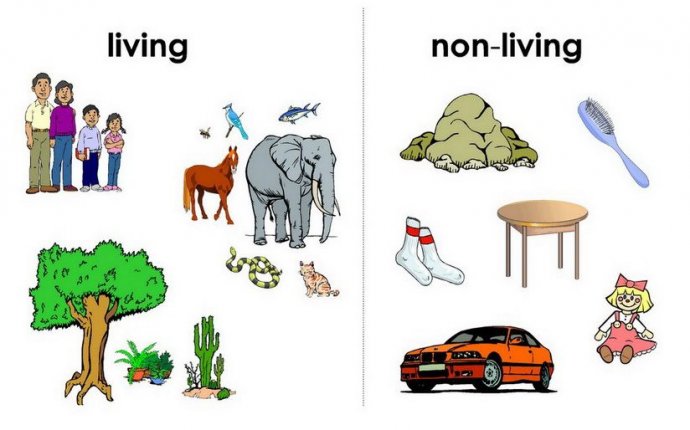 Living & Non- Living Things Wiki | FANDOM powered by Wikia