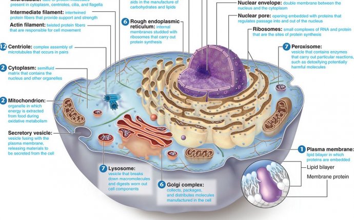 Making+an+Atom+Model | Electron microscopic structure of an animal