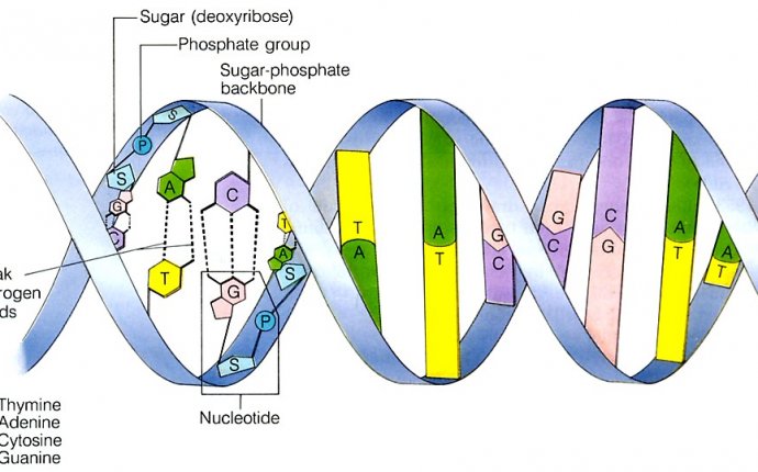 May 10th and 11th: DNA Structure and Replication | bowenbiology