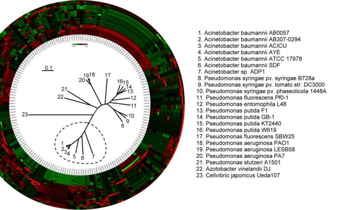 Metabolic classification of microbial genomes using functional
