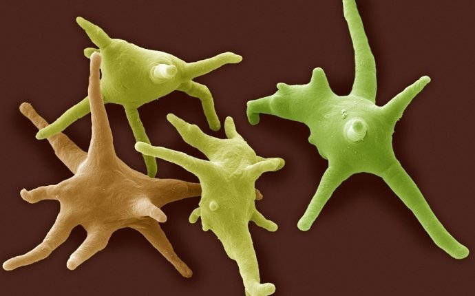 Microbes and the human body