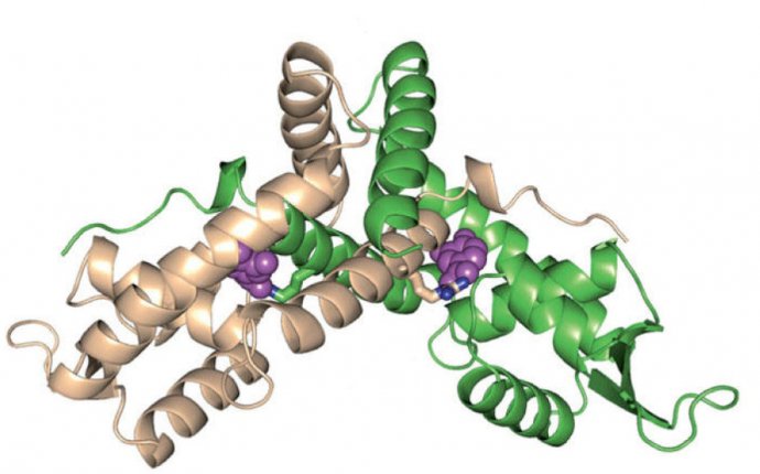 Microbial biorefinery provides new insight into how bacteria