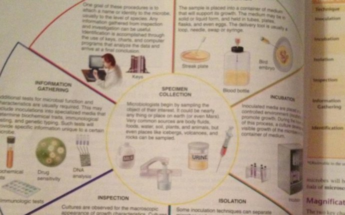 Microbiology chapters 1-4 - Microbiology 1 with Holzer at