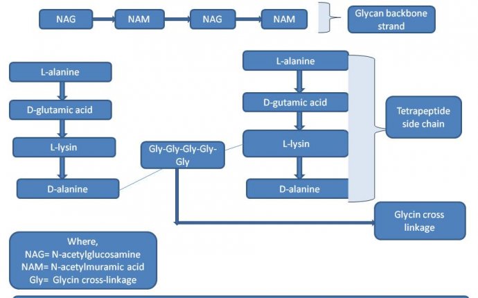Microbiology – Morphology of Bacterial cell – General MicroScience