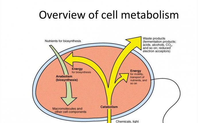 Microorganism definition of The Free Dictionary