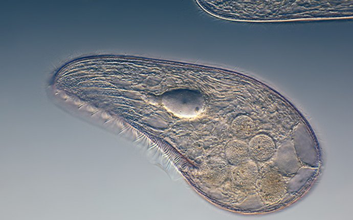 Microorganisms - Taking a look at Pond Water organisms