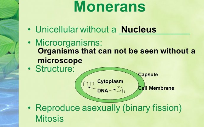 Monerans, Viruses & Protists. Compare and contrast the parts of