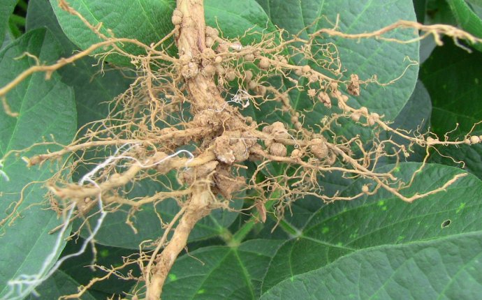 Nitrogen Fixing Bacteria - Lessons - Tes Teach