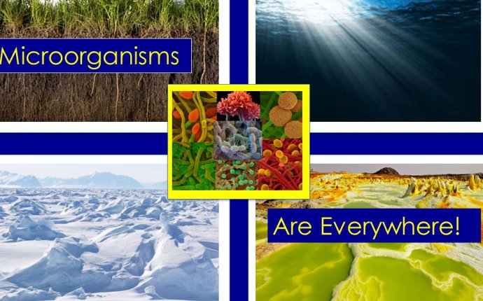 Of Microbial Communities - ppt download