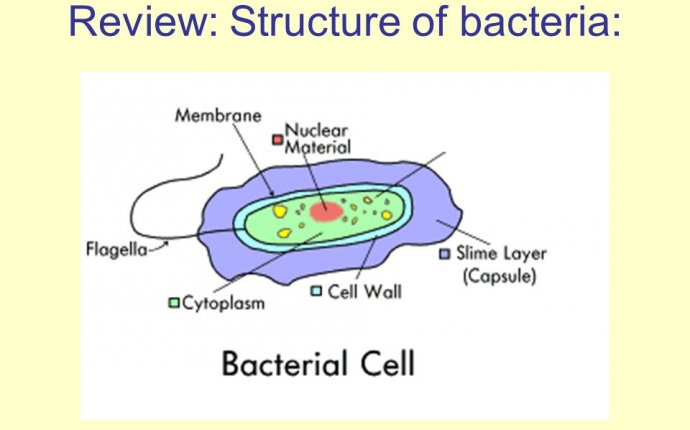 Part II: Reproduction and pathogenic bacteria. Review: Structure