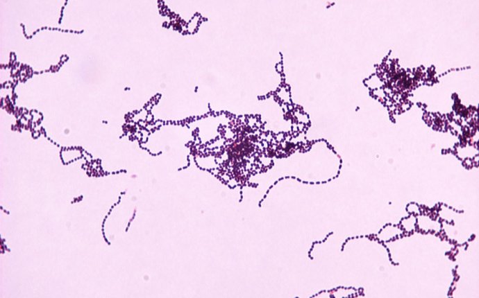 Photo Gallery of Pathogenic Bacterial