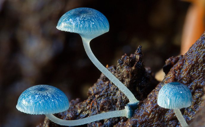 Photography australia nature science andrew Fungi unusual Cross