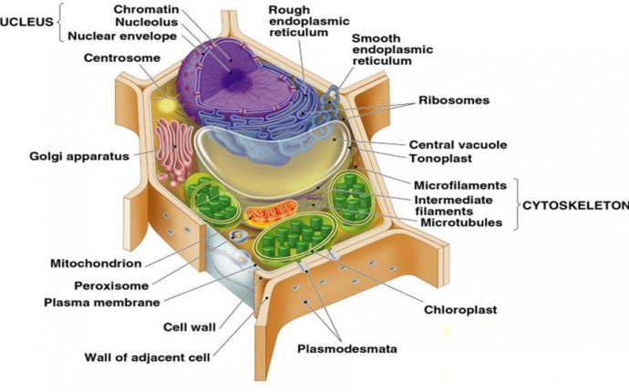Plant Cell Parts. Plant. DIY Home Plans Database