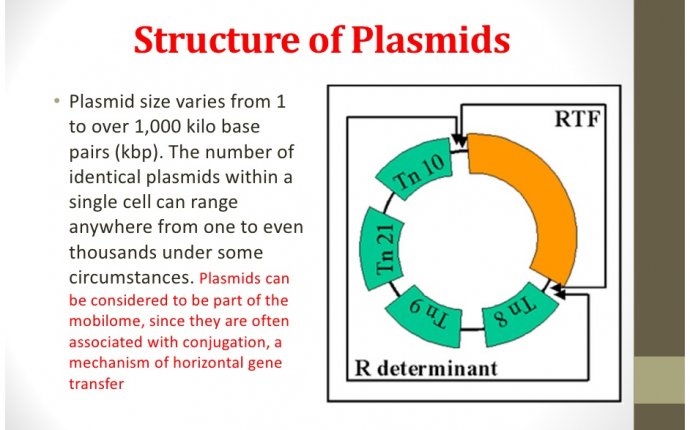 Plasmid Definition image information