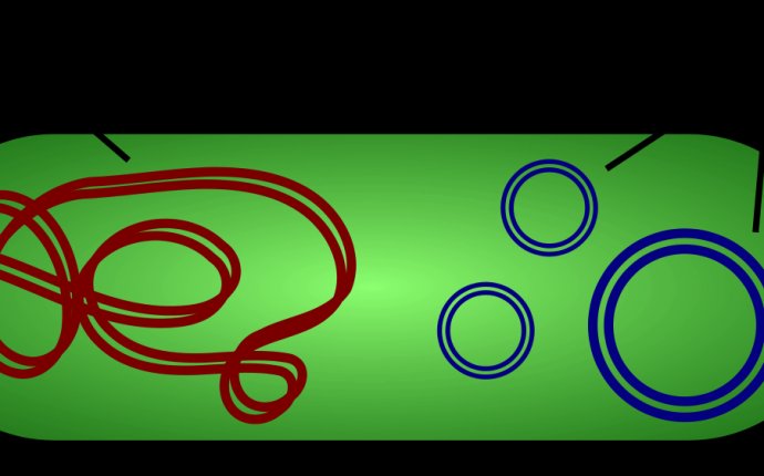 Plasmid - Wikipedia