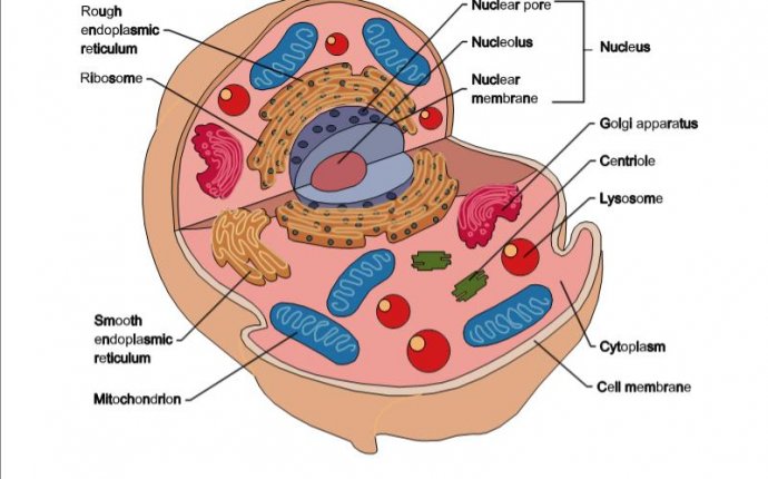 Popular | Images: Bacteria Cell Diagram Labeled