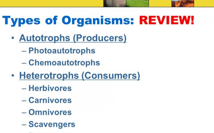 Principles of Ecology. - ppt download