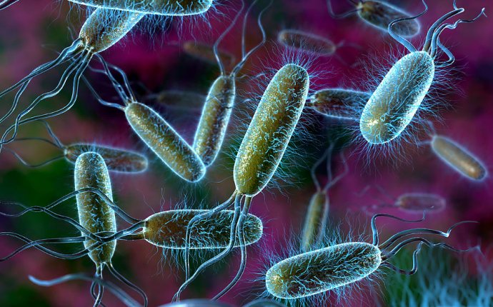 Quizizz Question Set - Recombinant DNA Review