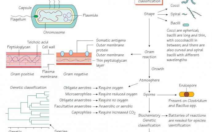 Structure and classification of bacteria | Microbiology