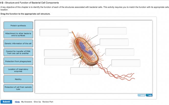 Structure And Function Of Bacterial Cell Component | Chegg.com