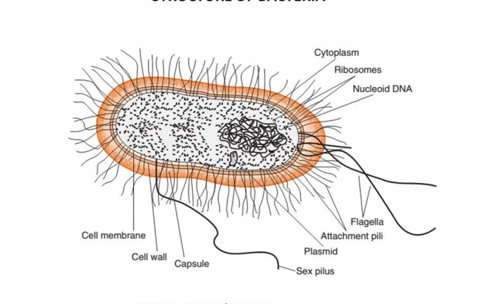 Structure of Bacterial Cells - ppt download