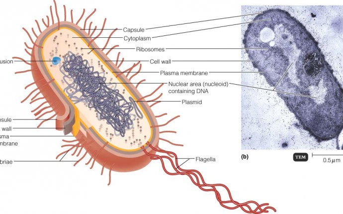 Structures External To The Cell Wall | Medical Microbio