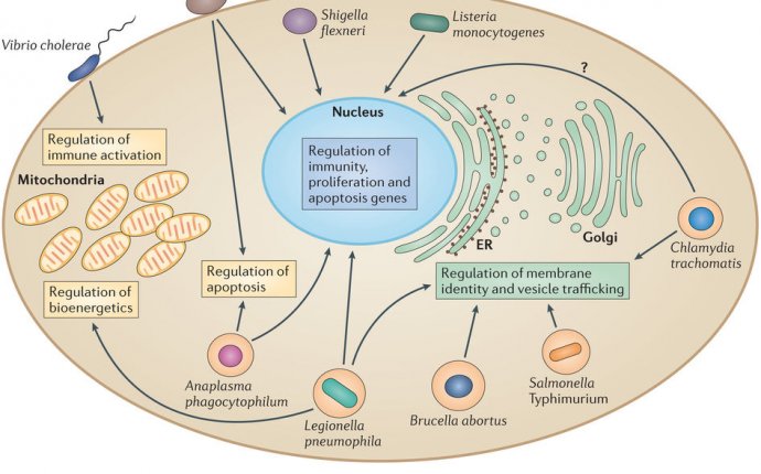 Targeting of host organelles by pathogenic bacteria: a