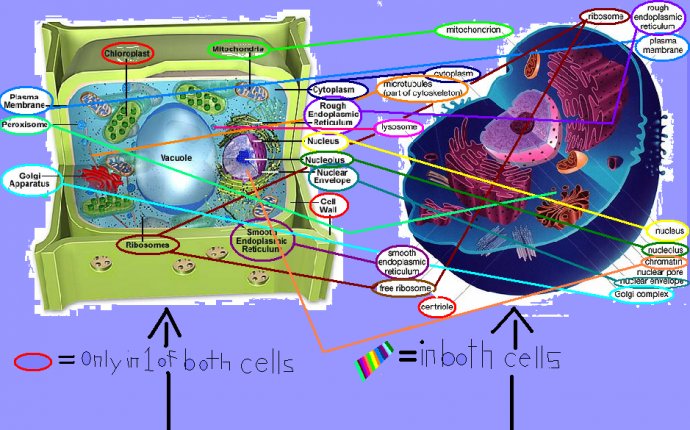 Team5cells / Basic-Structure