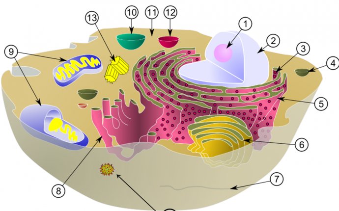 The Meaning of Bacteria Diagram | front yard landscaping ideas