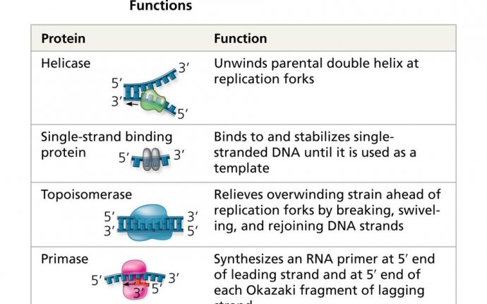 The Molecular Basis of Inheritance - ppt download
