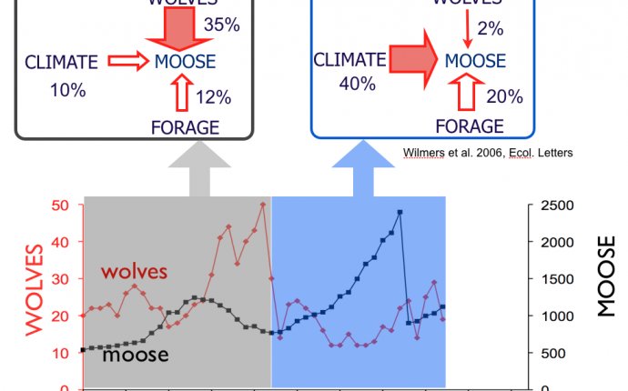 The Population Biology of Isle Royale Wolves and Moose: An