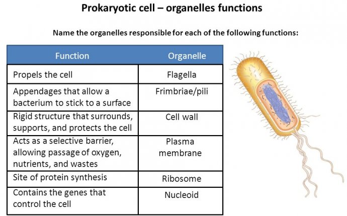 Tutorial for module BY1101: Joe Colgan - ppt download
