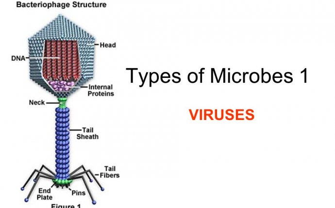 Types of Microbes 1 VIRUSES. - ppt download