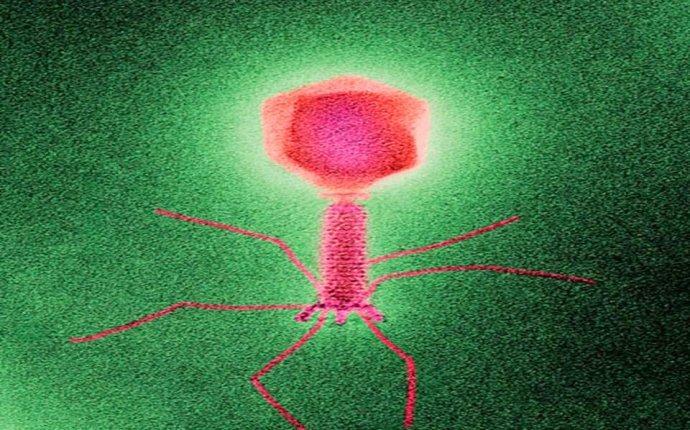 TYPES OF MICROORGANISMS