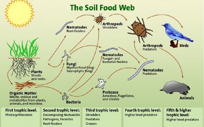 Types Of Microorganisms In Soil Pictures to Pin on Pinterest