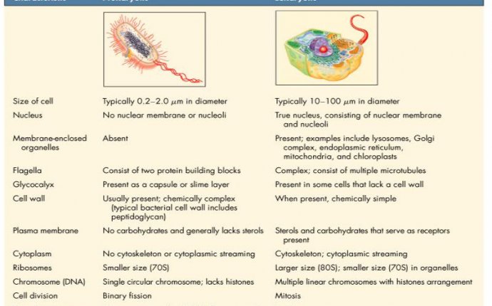Ultra-structure-of-bacterial