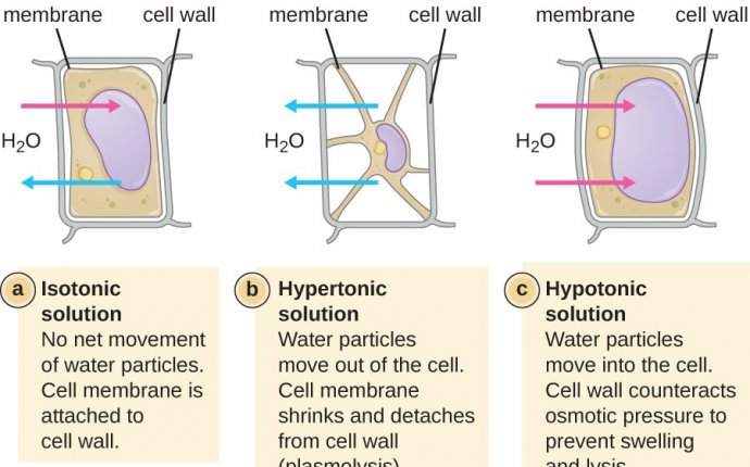 Unique Characteristics of Prokaryotic Cells | Microbiology