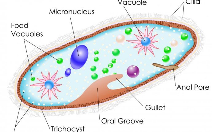 What are Microfauna? (with pictures)