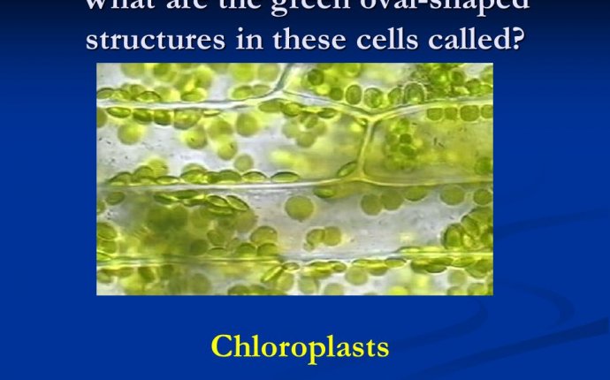 What in the World? End of the Year Review Game. Prokaryote or