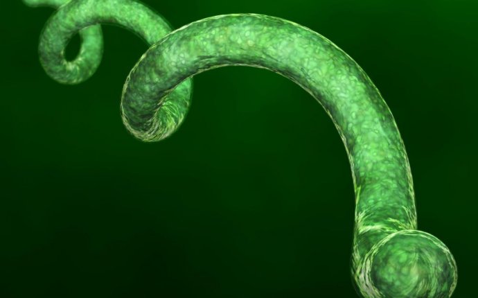What is Spirillum? (with pictures)