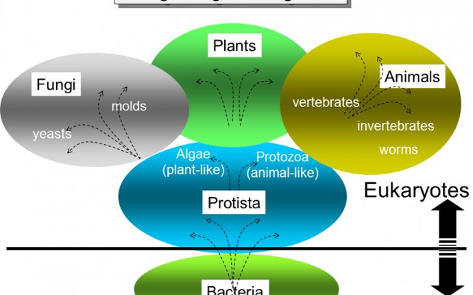 What Makes Plants And Animals Different From Bacteria - The