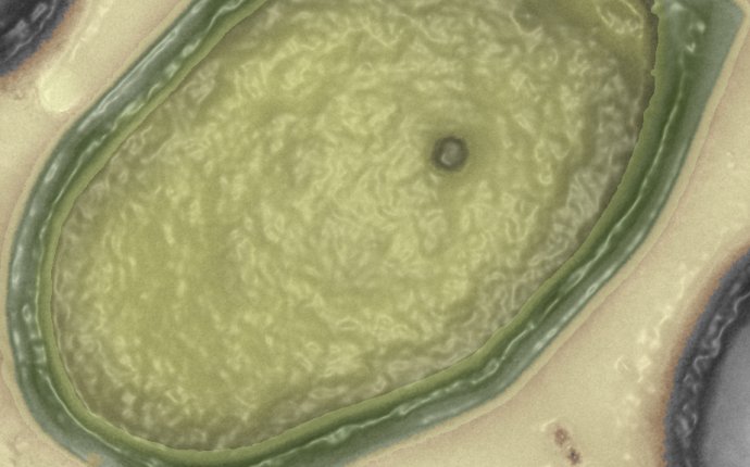World s Biggest Virus May Have Ancient Roots : Shots - Health News