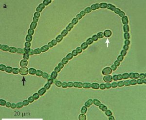 Cyanobacteria