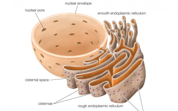 Parts of the cell and their Functions