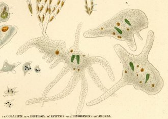 Amoebas