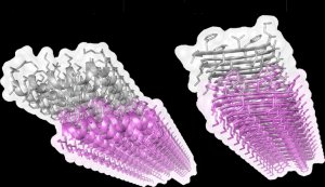 ~~ Einav Tayeb-Fligelman/Technion‒Israel Institute of Technology amyloid protein structures