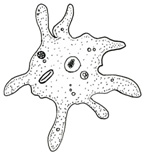 Bacteria, Protists, & Viruses