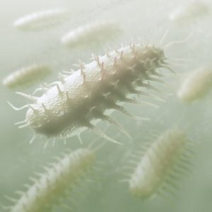 Bacteria Shapes Bacteria Shapes
