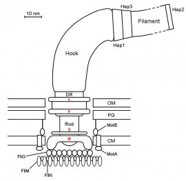 bacterial flagellum schematic