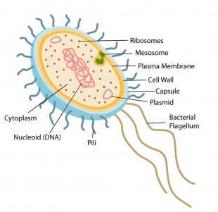 Bacterial-structure